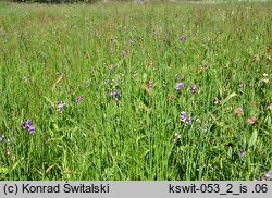 Lathyrus palustris (groszek błotny)