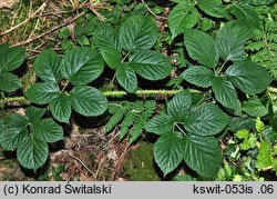 Rubus koehleri (jeżyna Köhlera)