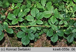 Rubus koehleri (jeżyna Köhlera)