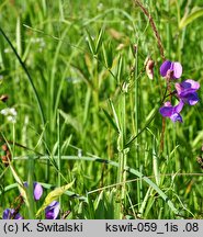 Lathyrus palustris (groszek błotny)