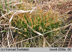 Carex davalliana (turzyca Davalla)