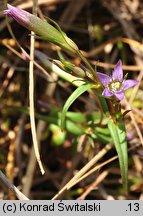 Gentianella uliginosa (goryczuszka błotna)