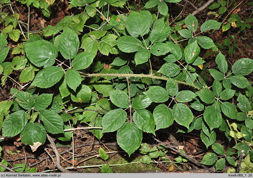 Rubus macrophyllus (jeżyna wielkolistna)