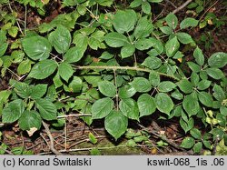 Rubus macrophyllus (jeżyna wielkolistna)