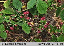 Rubus sulcatus (jeżyna bruzdowana)