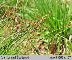 Carex davalliana (turzyca Davalla)