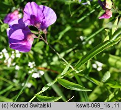 Lathyrus palustris (groszek błotny)