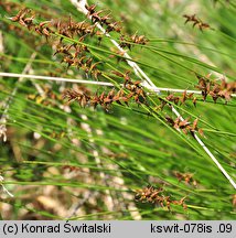 Carex davalliana (turzyca Davalla)