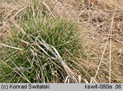 Carex davalliana (turzyca Davalla)