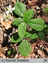 Rubus seebergensis (jeżyna mosińska)