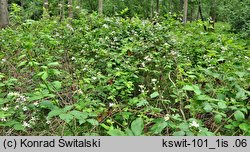 Rubus sulcatus (jeżyna bruzdowana)