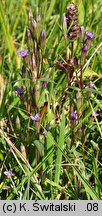 Gentianella uliginosa (goryczuszka błotna)