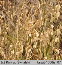 Briza maxima (drżączka większa)