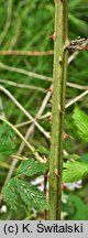 Rubus sulcatus (jeżyna bruzdowana)