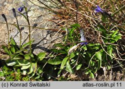 Melanocalyx uniflora