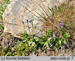 Melanocalyx uniflora