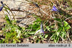 Melanocalyx uniflora