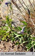 Melanocalyx uniflora