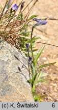 Melanocalyx uniflora