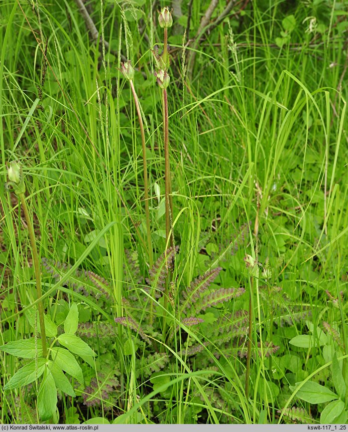 Pedicularis sceptrum-carolinum (gnidosz królewski)