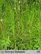 Pedicularis sceptrum-carolinum (gnidosz królewski)