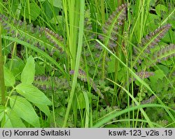 Pedicularis sceptrum-carolinum (gnidosz królewski)