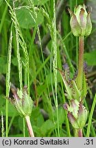 Pedicularis sceptrum-carolinum (gnidosz królewski)