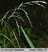 Glyceria striata (manna prążkowana)