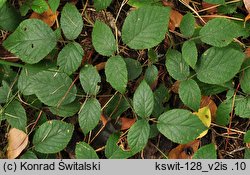 Rubus guentheri (jeżyna Günthera)