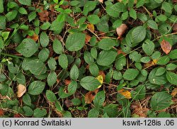 Rubus guentheri (jeżyna Günthera)