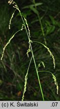 Glyceria striata (manna prążkowana)