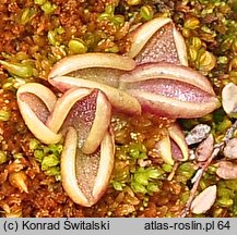 Pinguicula villosa