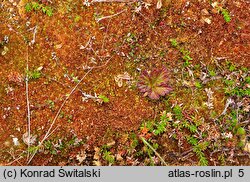 Pinguicula villosa