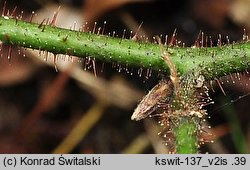 Rubus guentheri (jeżyna Günthera)