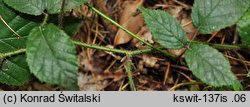 Rubus guentheri (jeżyna Günthera)