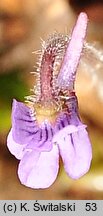 Pinguicula villosa