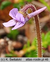 Pinguicula villosa