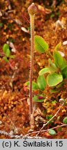 Pinguicula villosa