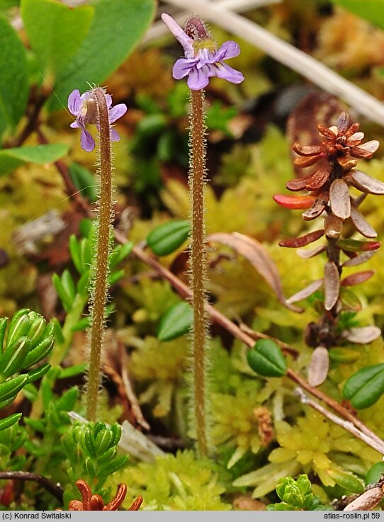 Pinguicula villosa