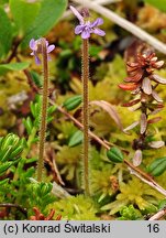 Pinguicula villosa