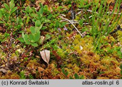 Pinguicula villosa