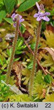 Pinguicula villosa