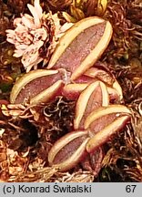 Pinguicula villosa