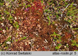 Pinguicula villosa