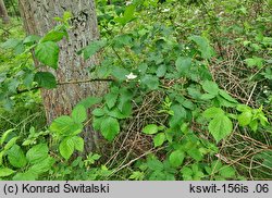 Rubus sulcatus (jeżyna bruzdowana)