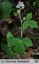 Rubus glivicensis (jeżyna gliwicka)