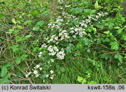 Rubus sulcatus (jeżyna bruzdowana)