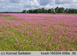 Lychnis flos-cuculi (firletka poszarpana)