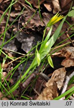 Gagea minima (złoć mała)