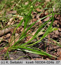 Gagea minima (złoć mała)